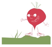 Conseils pour faire les semis dans le potager avec les petits radis